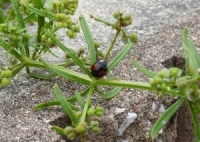 jzVegE݂I